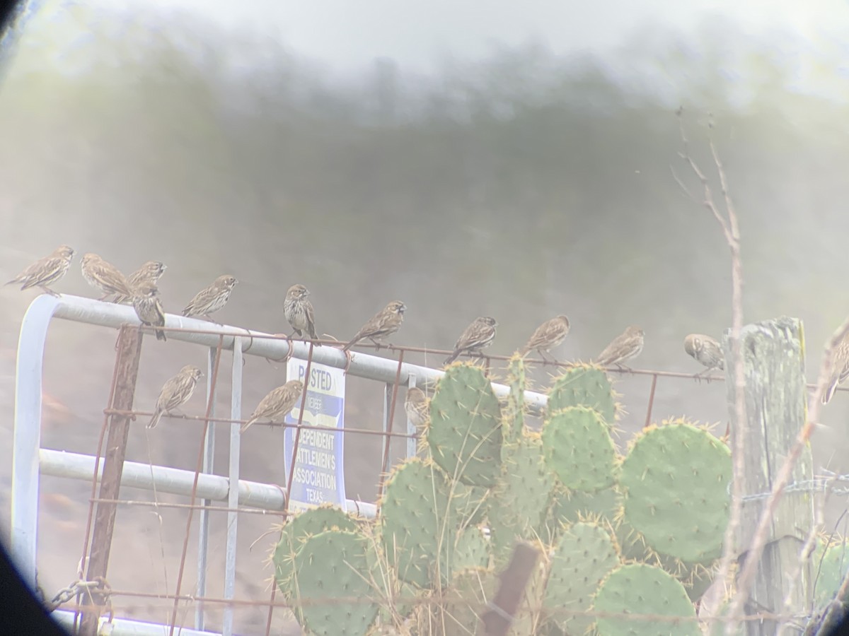 Prärieammer - ML305806201