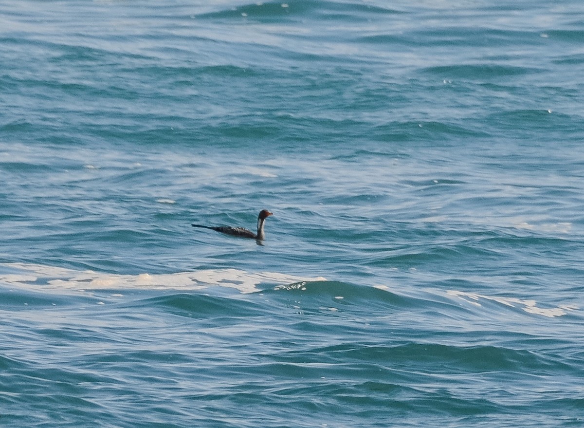 Red-legged Cormorant - Valeria  Martins