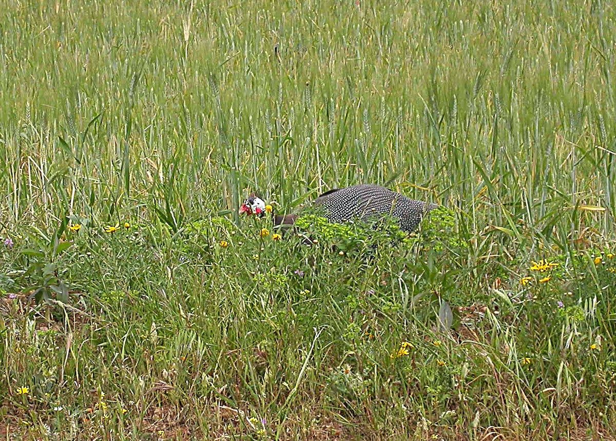 Helmeted Guineafowl (Domestic type) - ML305806851