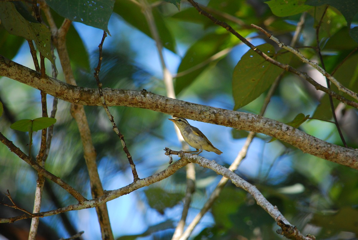 Arctic Warbler - ML305808441