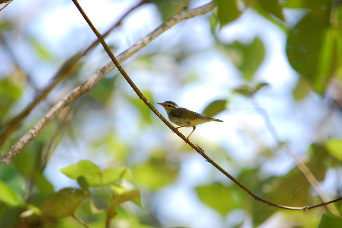 Arctic Warbler - ML305808451