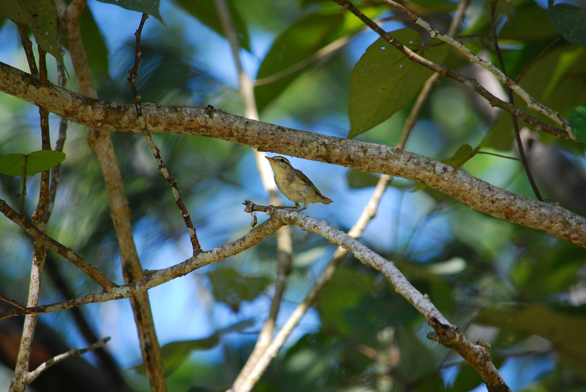 Arctic Warbler - ML305808471