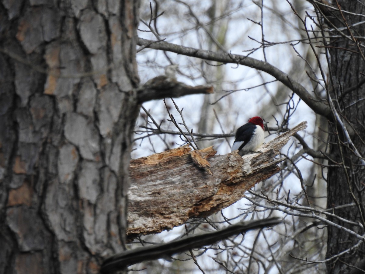Red-headed Woodpecker - ML305808551