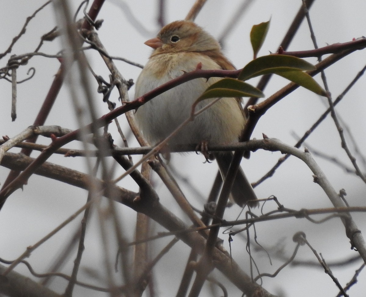 Field Sparrow - ML305808921