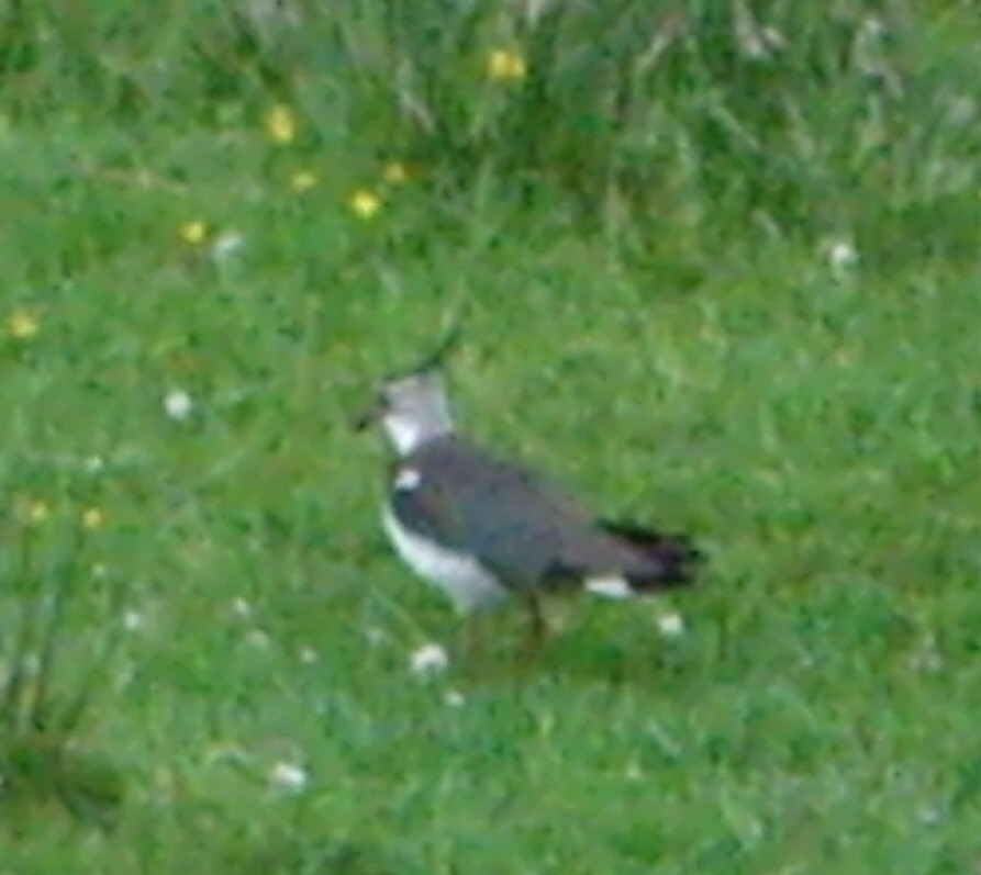 Northern Lapwing - ML305809311