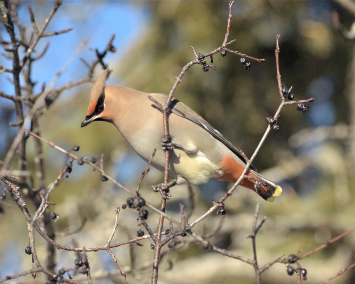 Bohemian Waxwing - ML305810601