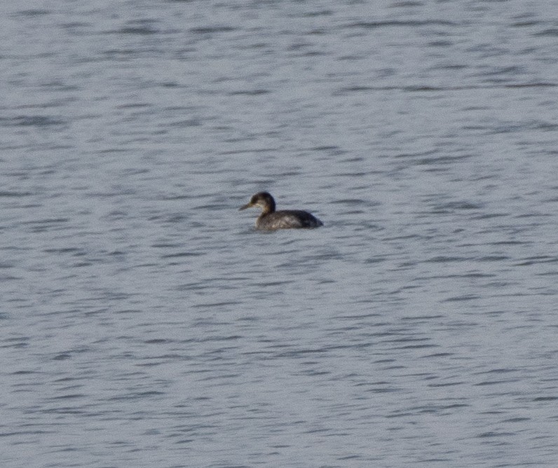 Red-necked Grebe - ML305812921