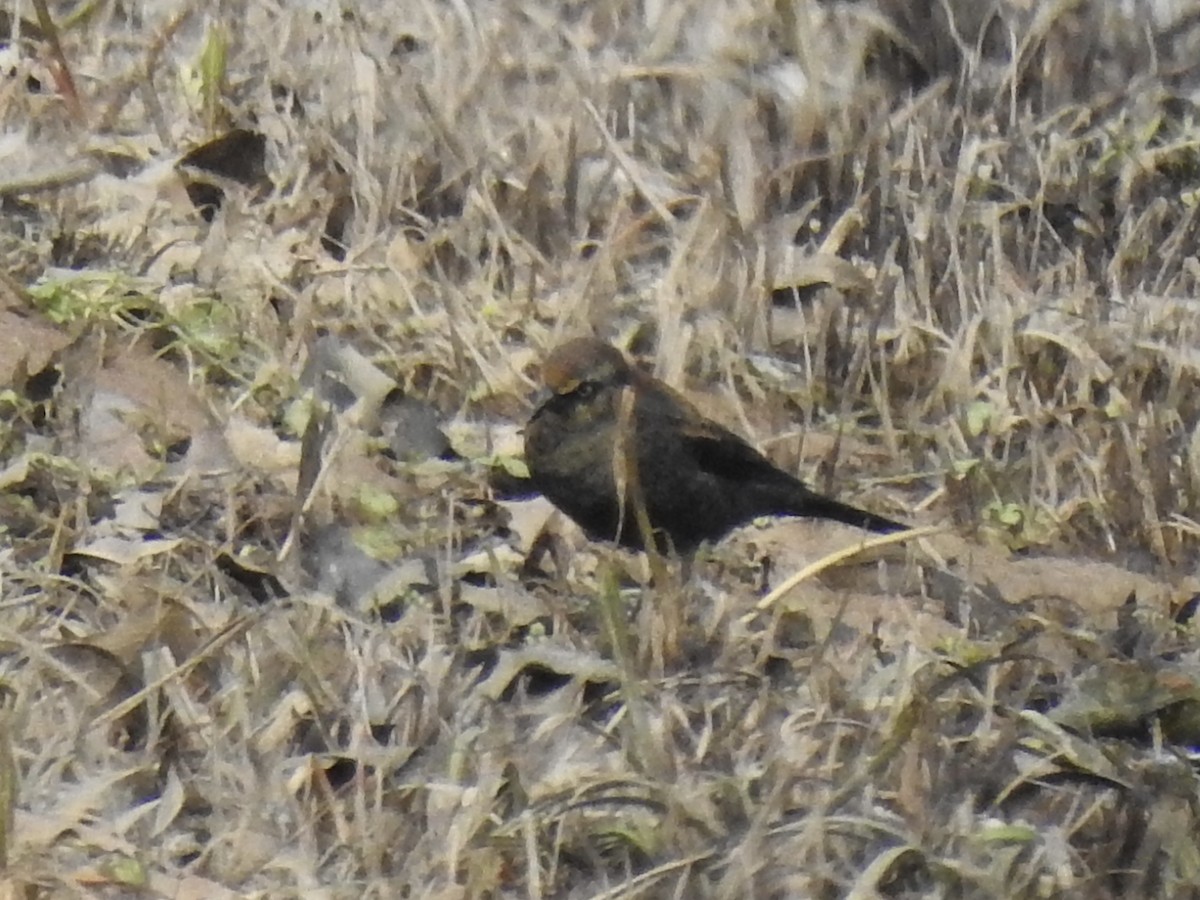 Rusty Blackbird - ML305815431