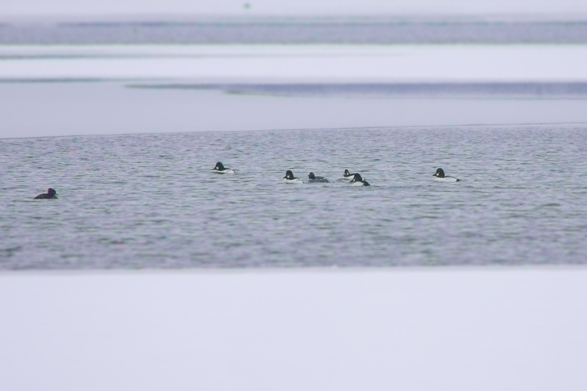 Common Goldeneye - ML305815511