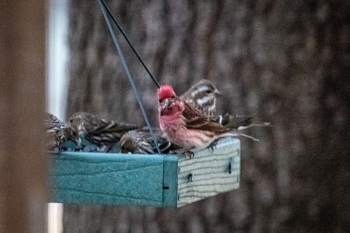 Purple Finch - ML305815641