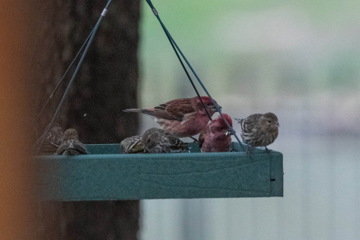 Purple Finch - ML305815991