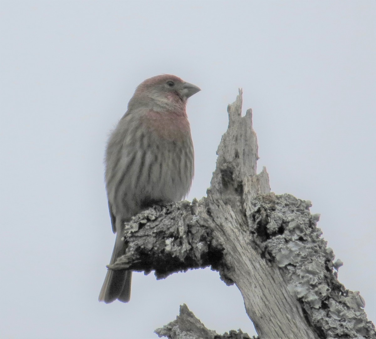 House Finch - ML305816251