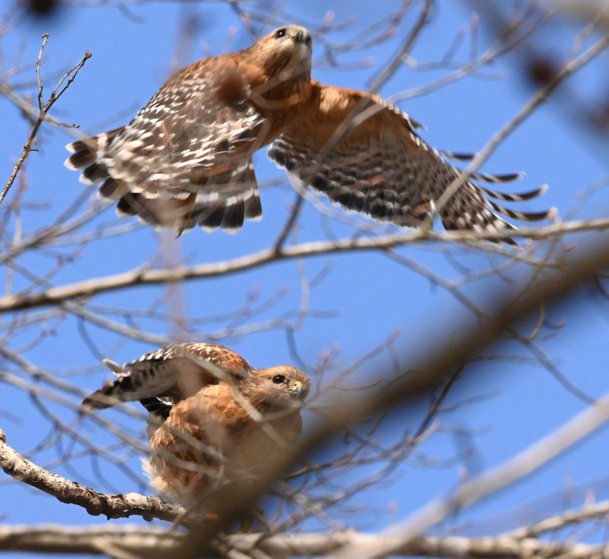 Red-shouldered Hawk - ML305816331