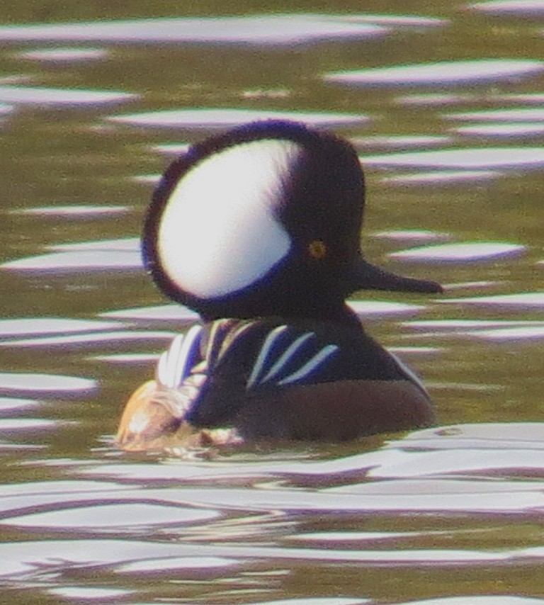 Hooded Merganser - Ricardo Garces