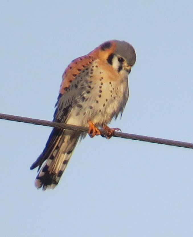 American Kestrel - ML305817461