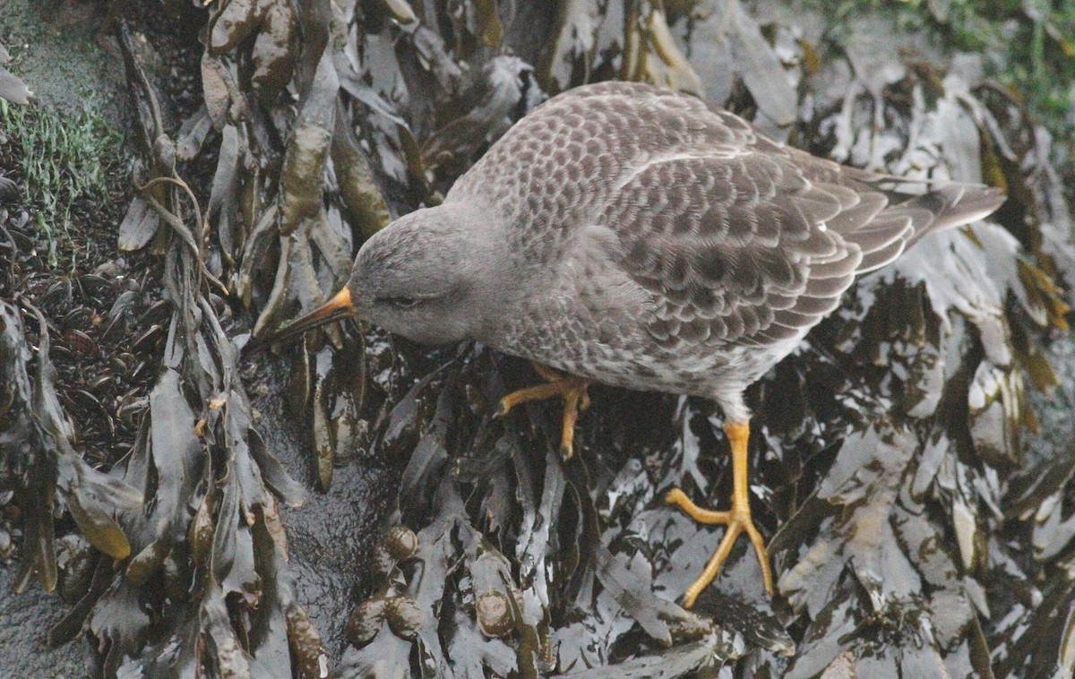 Purple Sandpiper - ML305818181