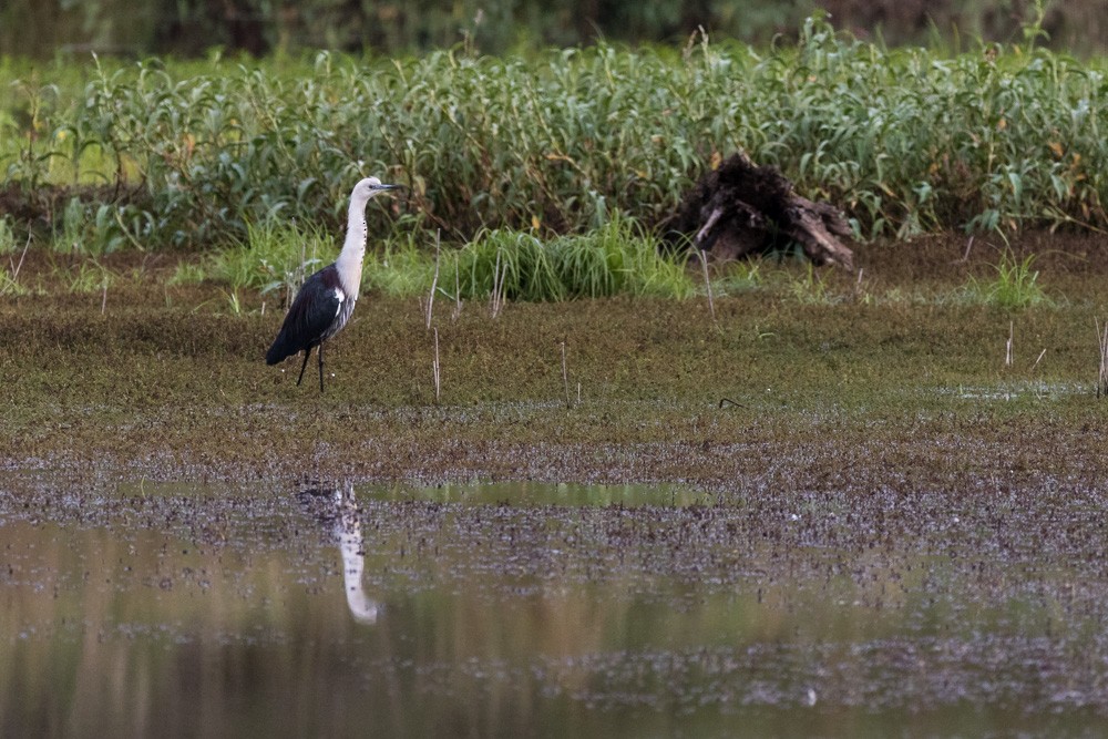 Pacific Heron - ML30581821