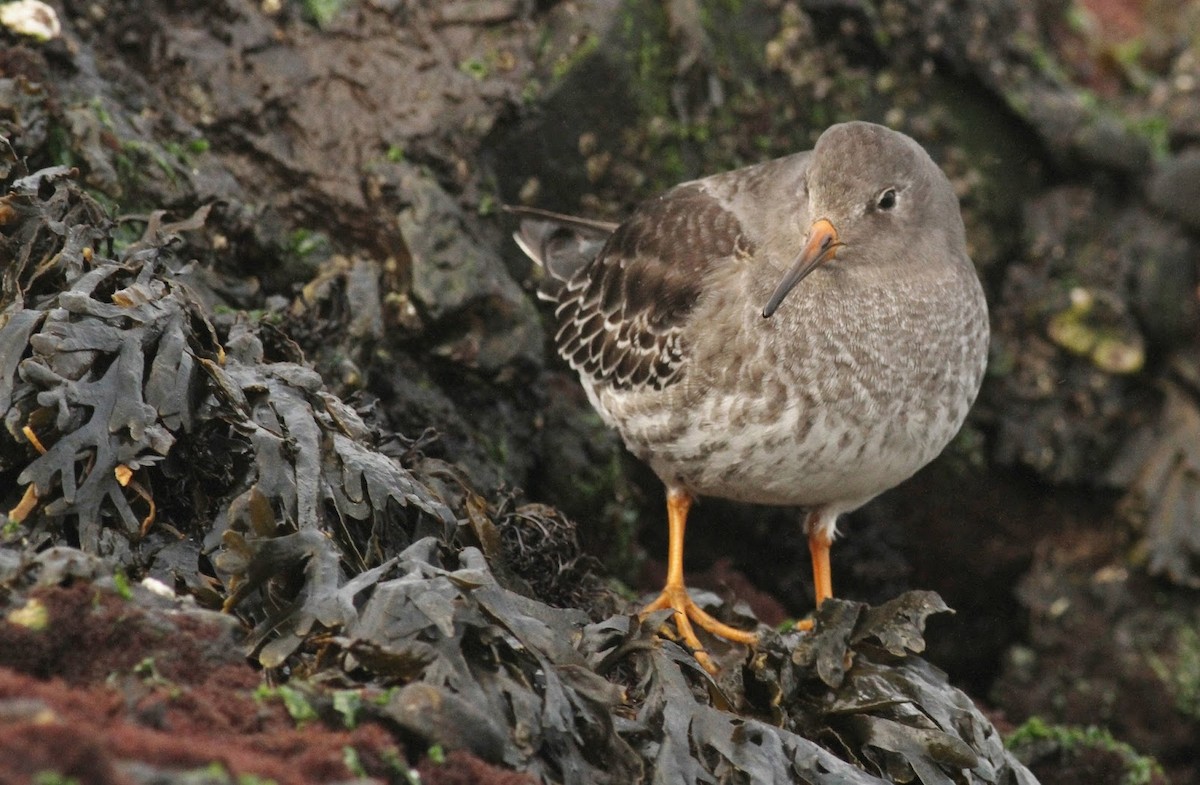 Purple Sandpiper - ML305818231