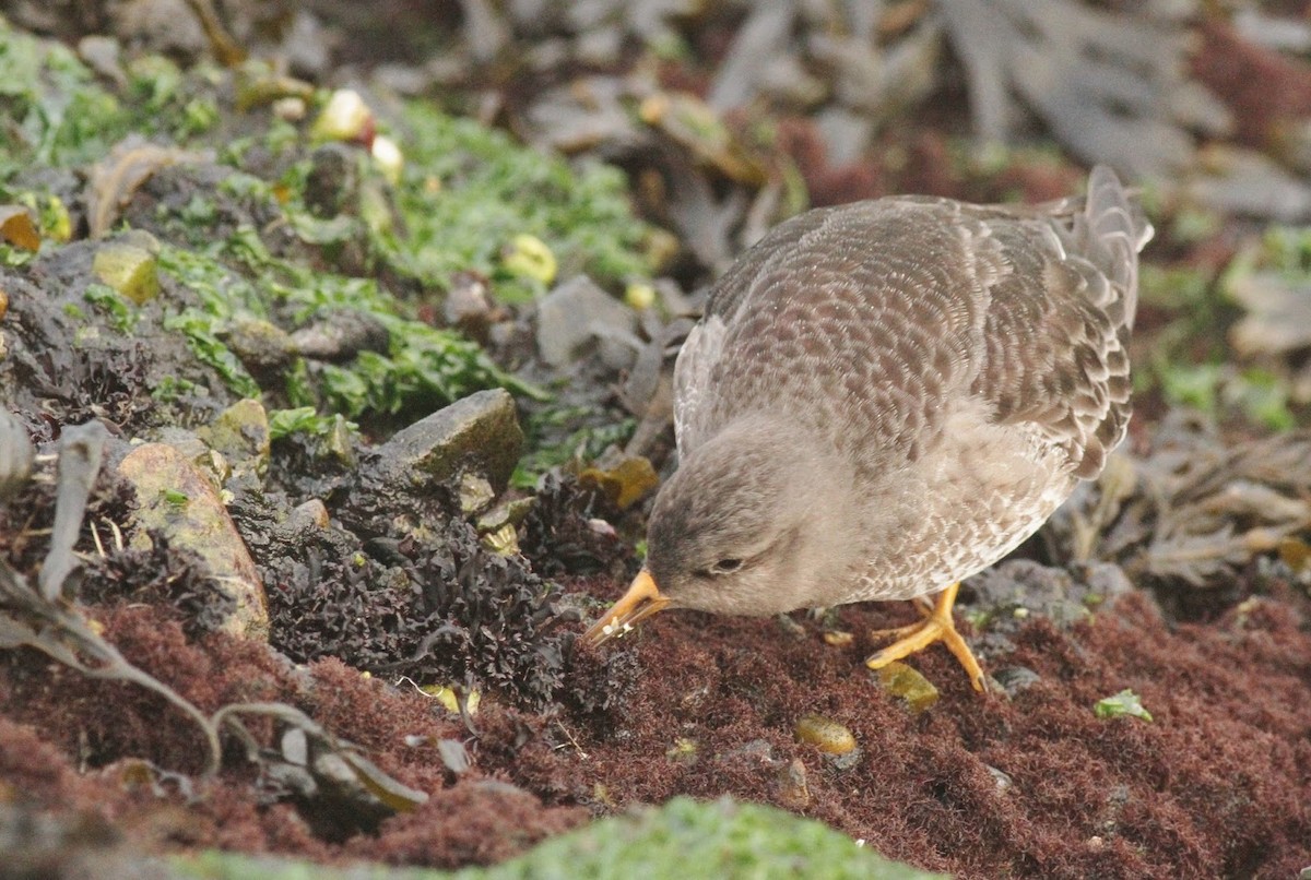 Purple Sandpiper - ML305818251