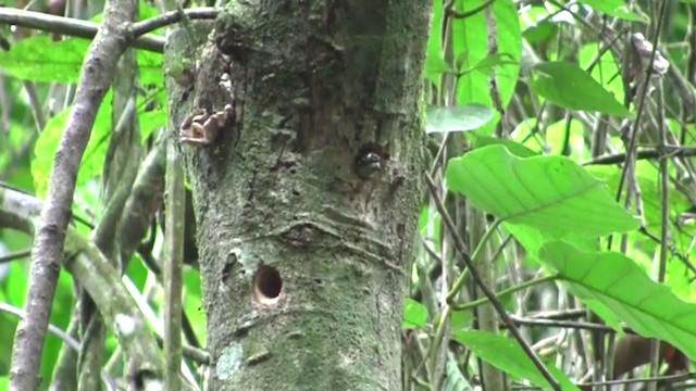 Golden-spangled Piculet - ML305818661