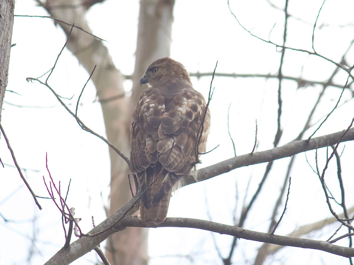 Red-tailed Hawk - ML305818711