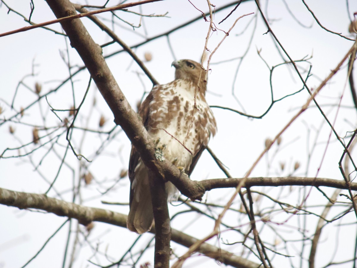 Red-tailed Hawk - ML305818721