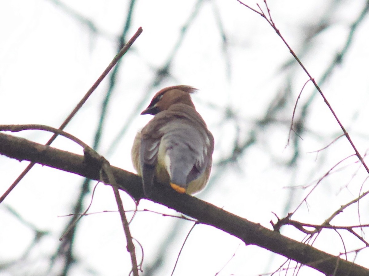 Cedar Waxwing - ML305818771