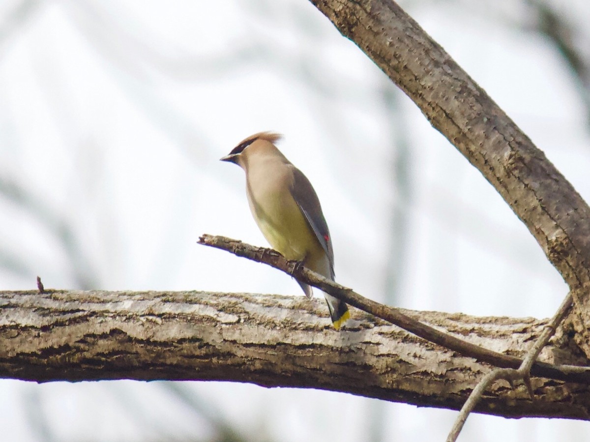 Cedar Waxwing - ML305818781