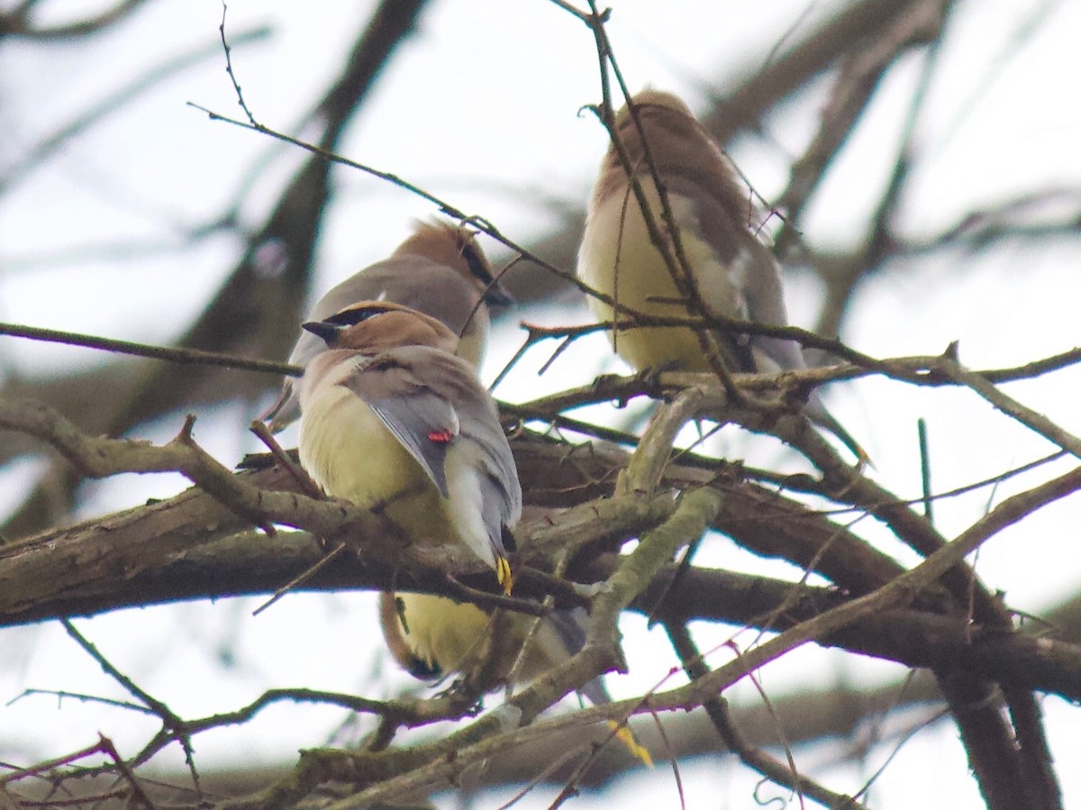 Cedar Waxwing - ML305818791