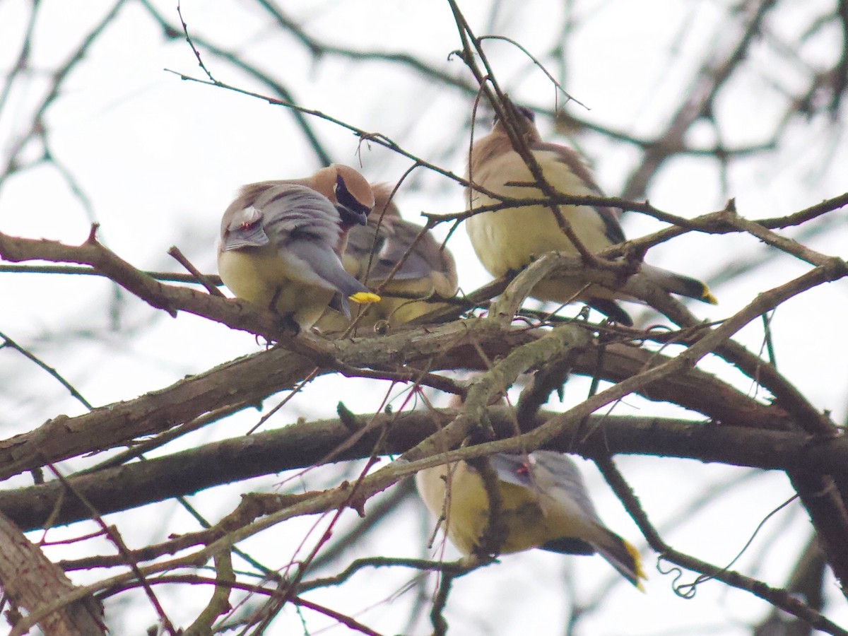 Cedar Waxwing - ML305818801