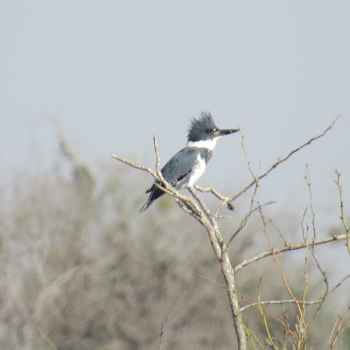 Belted Kingfisher - ML305819401