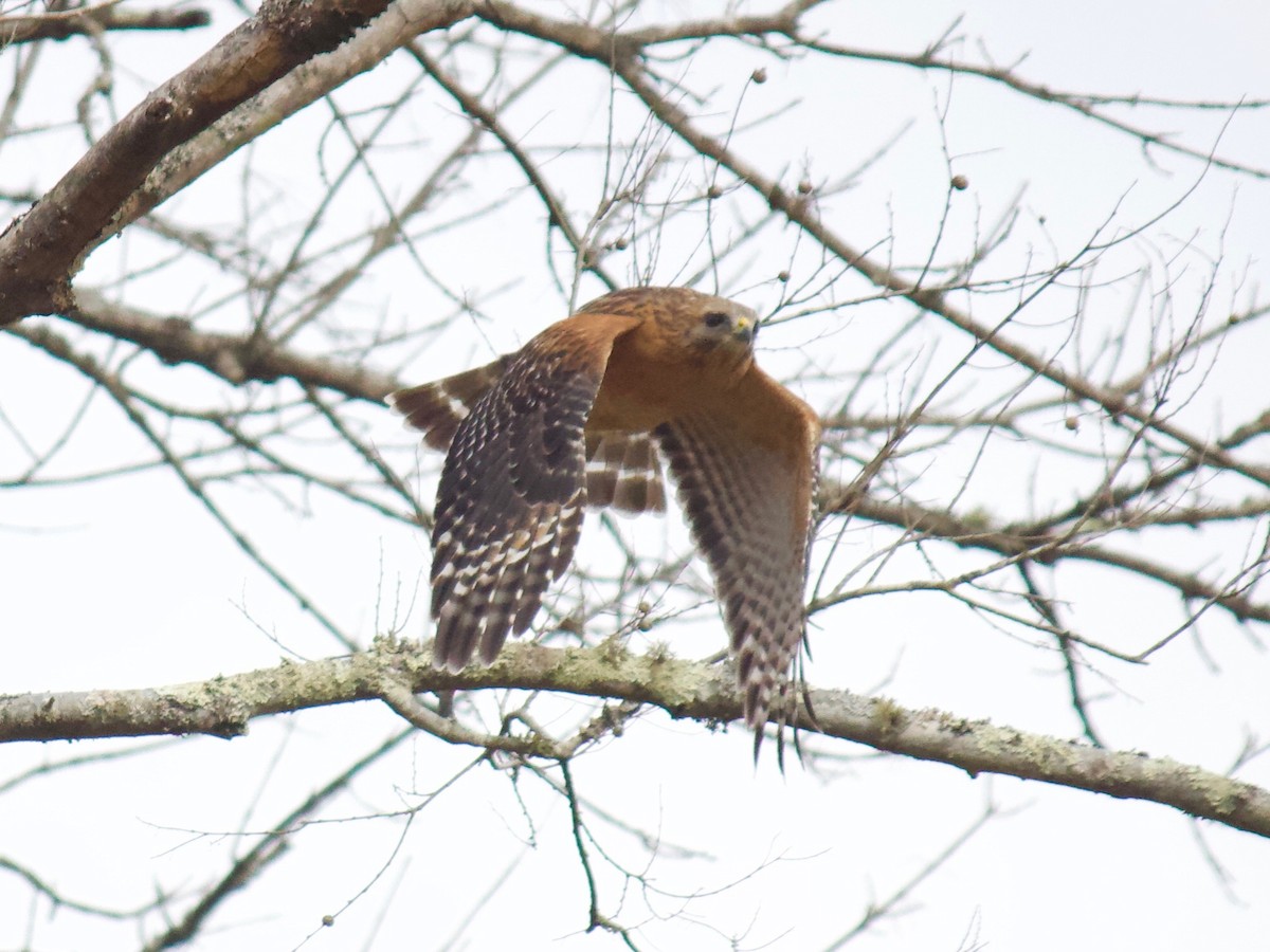 Red-shouldered Hawk - ML305819511