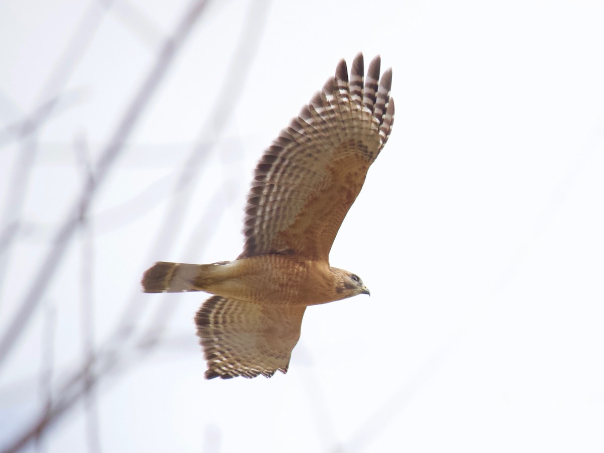 Red-shouldered Hawk - ML305819521