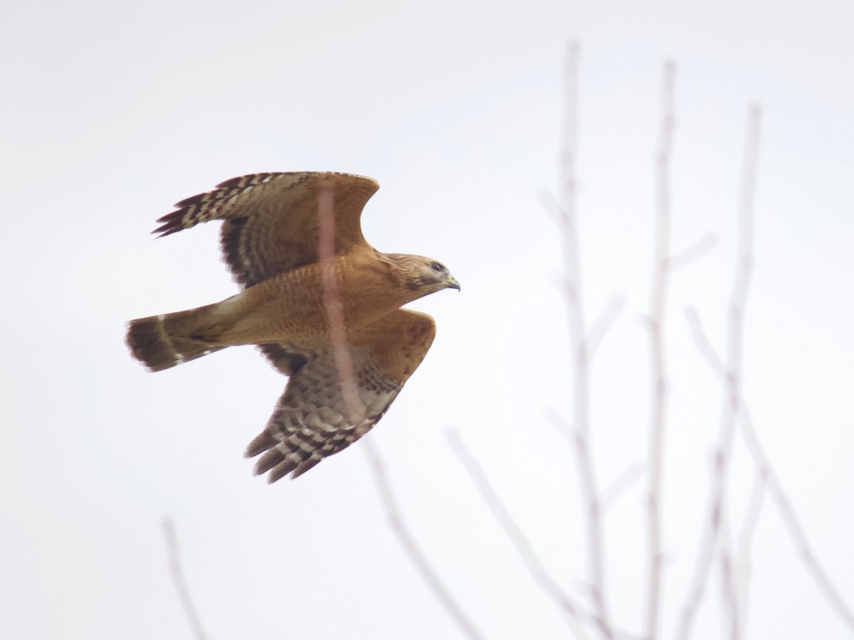 Red-shouldered Hawk - ML305819531