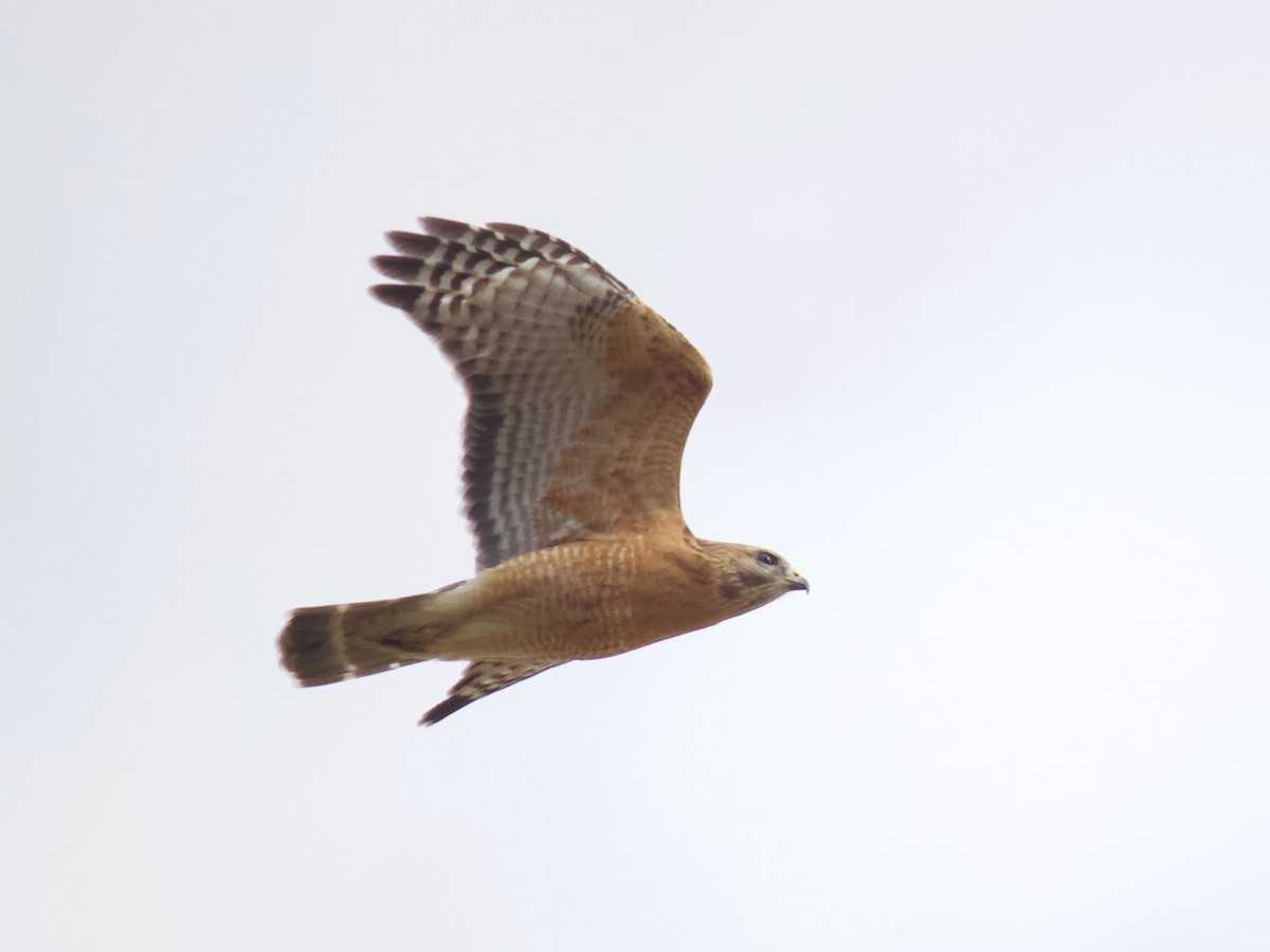 Red-shouldered Hawk - ML305819541