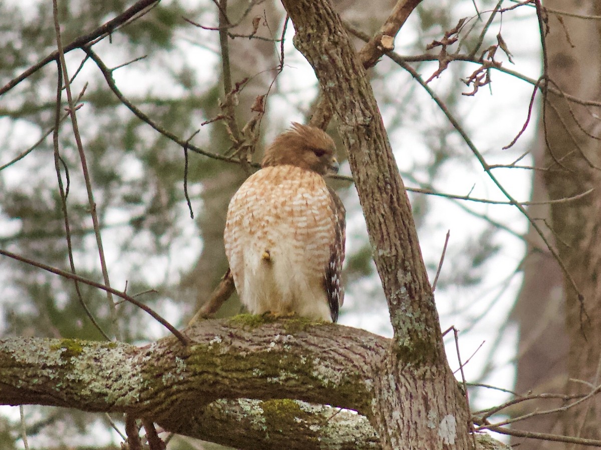 Red-shouldered Hawk - ML305819761