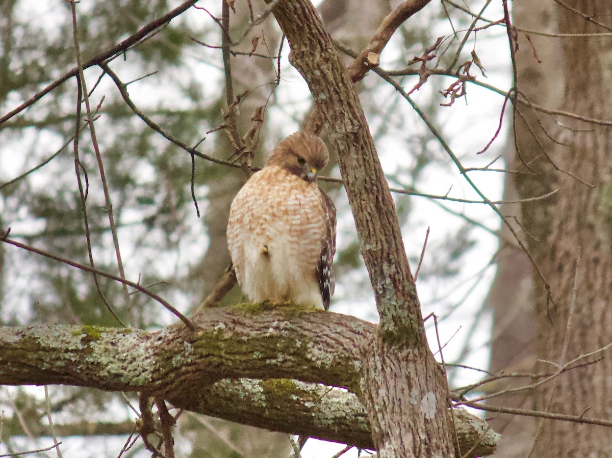 Red-shouldered Hawk - ML305819771