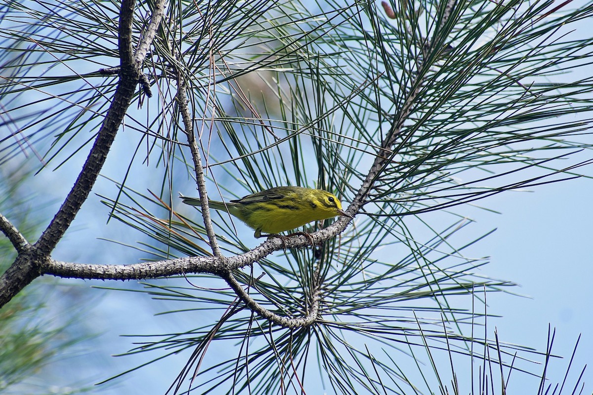 Prairie Warbler - Roberto Jovel