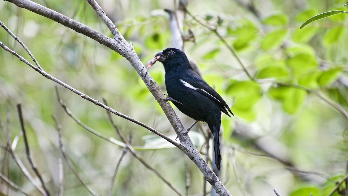 Paruline des prés - ML305819891