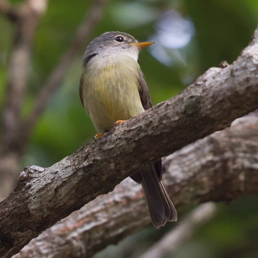 Yellow-legged Flyrobin - Mat Gilfedder