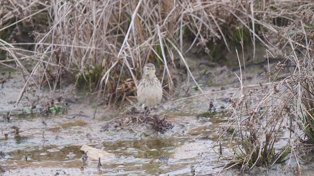 American Pipit - ML305820471