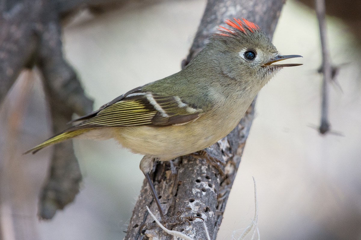 Ruby-crowned Kinglet - ML305820781