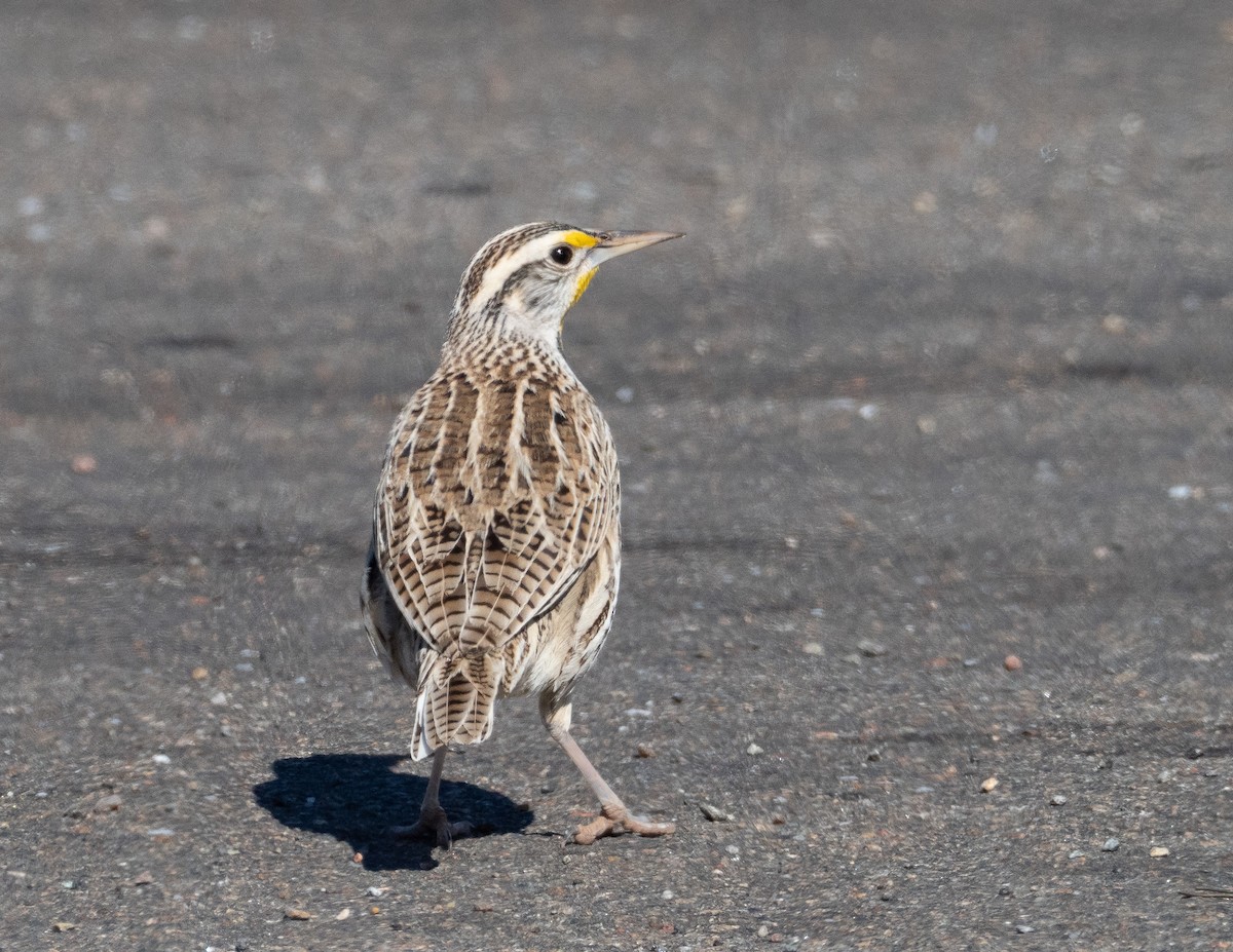 Western Meadowlark - ML305821211