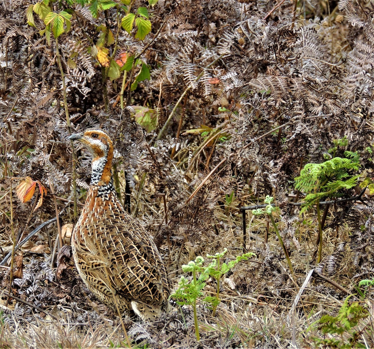 Red-winged Francolin - Catriona Leven