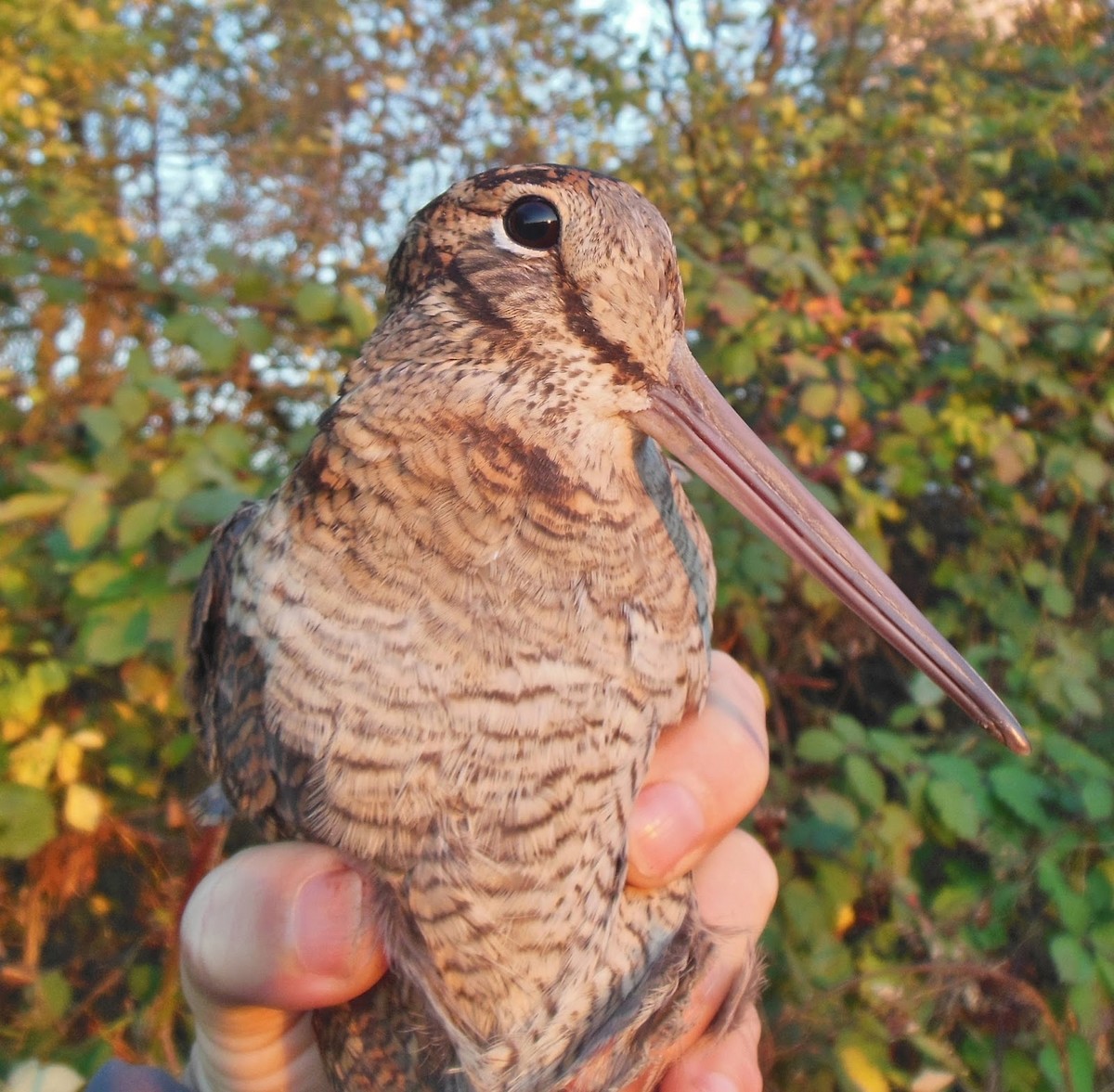 Eurasian Woodcock - ML305822961