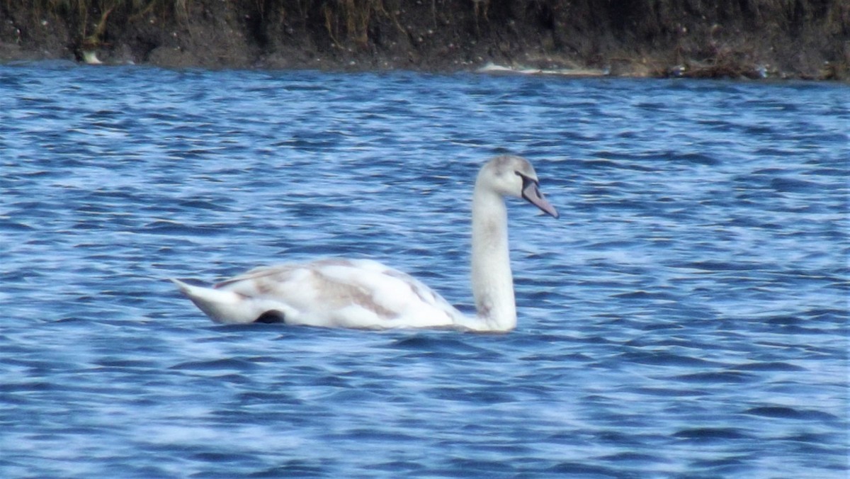 Mute Swan - Ahmet Yasin Ergenç