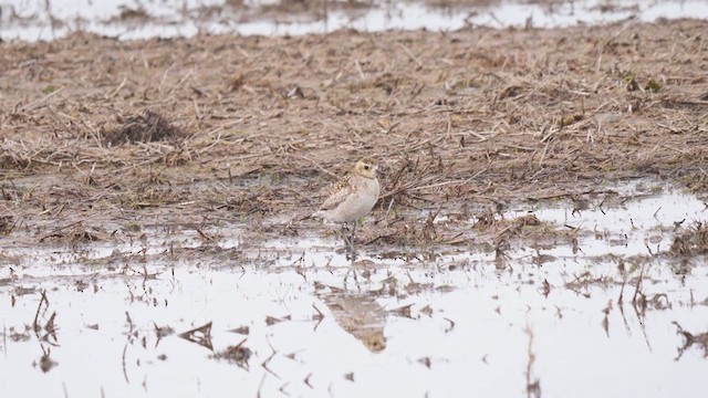 Pacific Golden-Plover - ML305823441