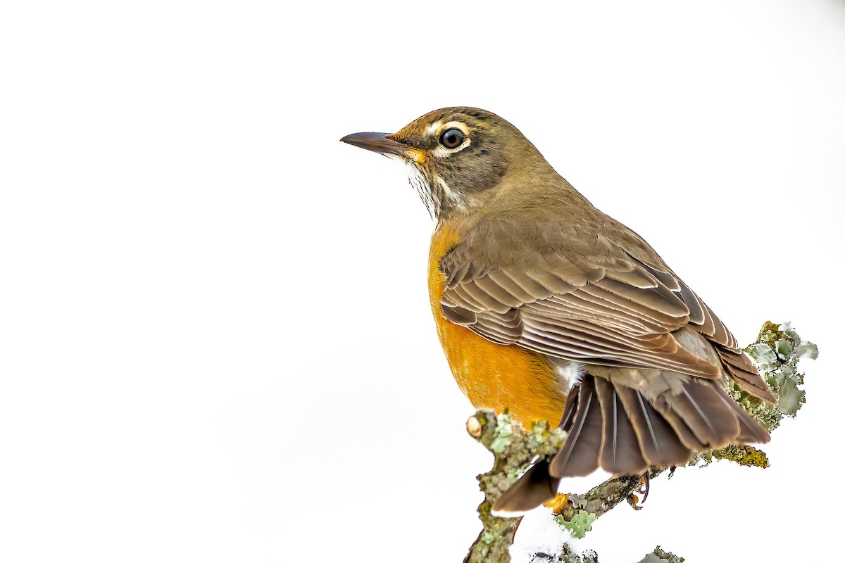 American Robin - ML305823611