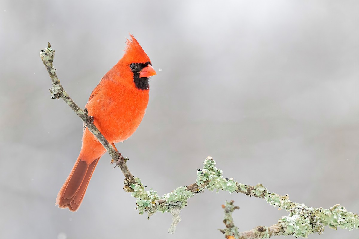 Northern Cardinal - ML305823681