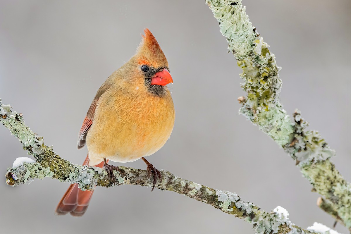 ショウジョウコウカンチョウ - ML305823711